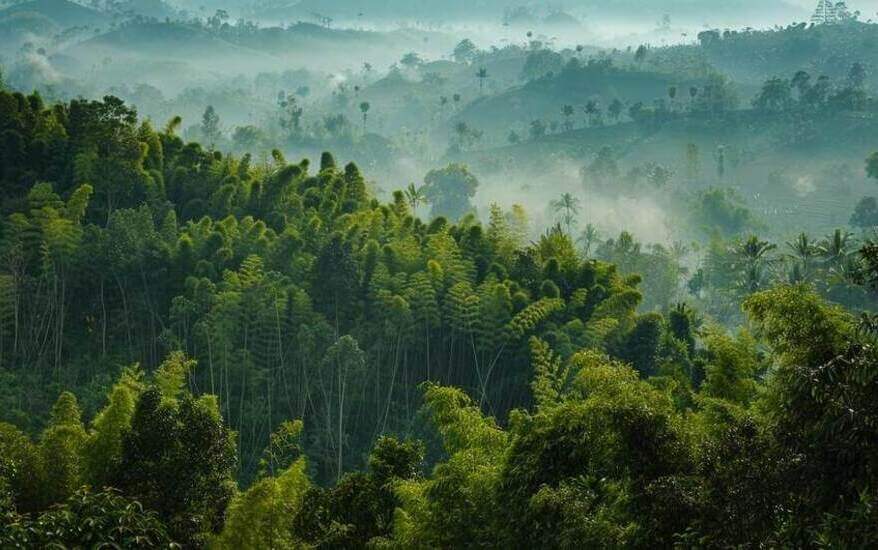 Groen, groener, bamboe: de toekomst van ecologische duurzaamheid