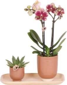 Kolibri Company - Set van geel rode orchidee en Succulent op bamboe dienblad