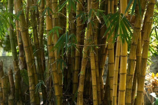 Gele bamboestokken met groene bladeren